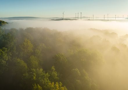 Nieheimer Kunstpfad - Wald im Nebel von oben