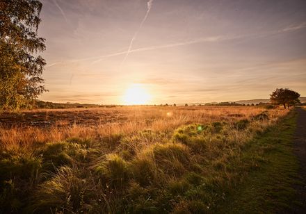 Natur Vielfalt im Großen Torfmoor Hille bei Sonnenuntergang